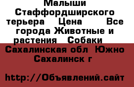 Малыши Стаффордширского терьера  › Цена ­ 1 - Все города Животные и растения » Собаки   . Сахалинская обл.,Южно-Сахалинск г.